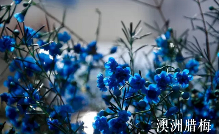 2017需要了解的超火的花材搭配知识！